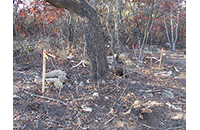 Pugh Cemetery (001)