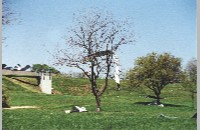 Fort Worth tornado damage, 2000 (006-028-419)