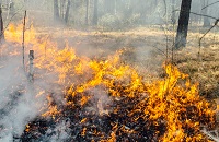 Grass Fire