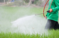 Spraying pesticide