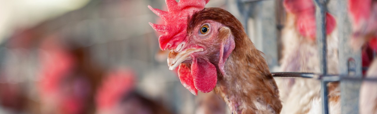 rooster in cage