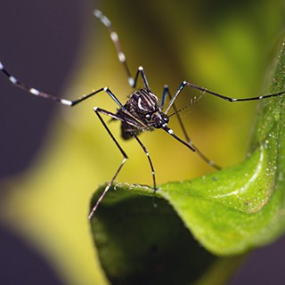 Aedes aegypti mosquito