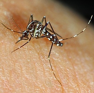 Aedes albopictus mosquito