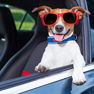 dog wearing shades in driver's seat of car