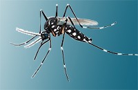 Zika mosquito