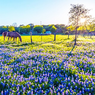 blubonnets in field, grazing horses, rising sun