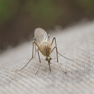 Culex mosquito